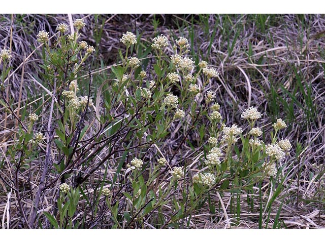 Ceanothus herbaceus (Prairie redroot) #72414