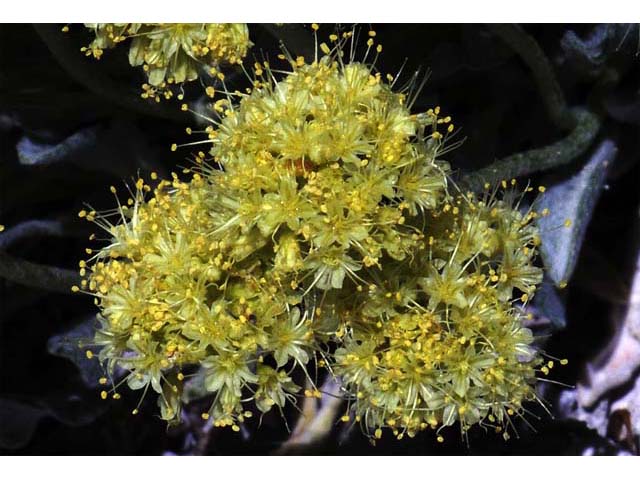 Eriogonum crosbyae (Crosby's buckwheat) #51571