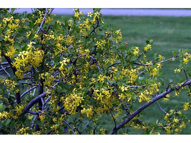Ribes aureum var. aureum (Golden currant) #72438