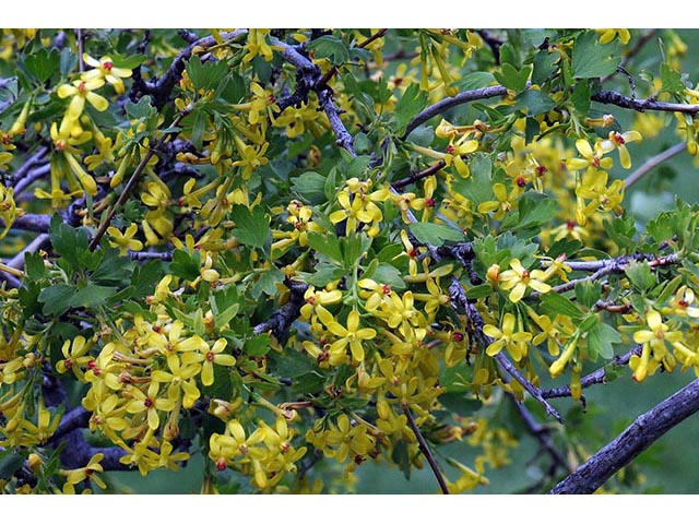 Ribes aureum var. aureum (Golden currant) #72439
