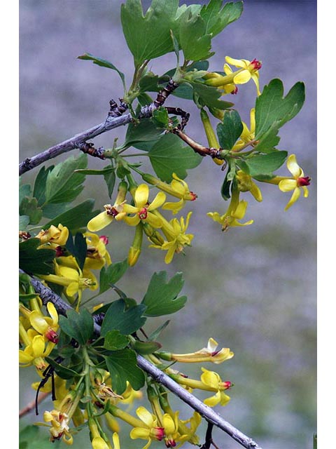 Ribes aureum var. aureum (Golden currant) #72443