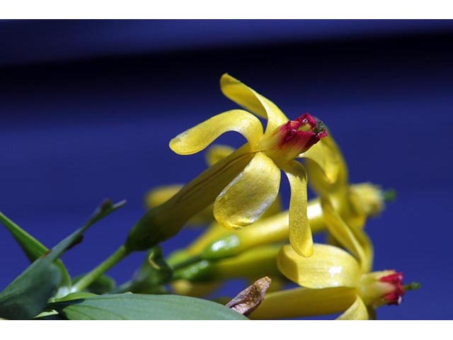 Ribes aureum var. aureum (Golden currant) #72444