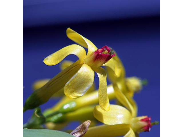 Ribes aureum var. aureum (Golden currant) #72445