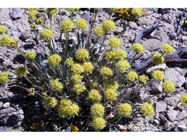 Eriogonum crosbyae (Crosby's buckwheat) #51574