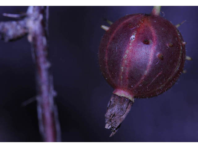 Ribes glandulosum (Skunk currant) #72459