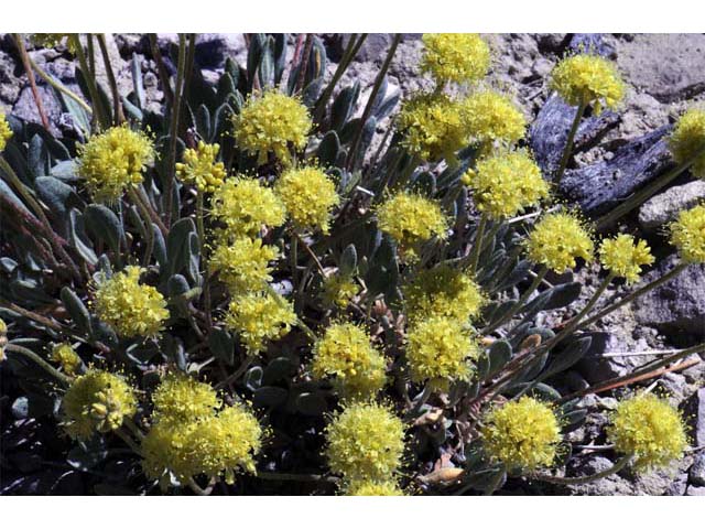 Eriogonum crosbyae (Crosby's buckwheat) #51575