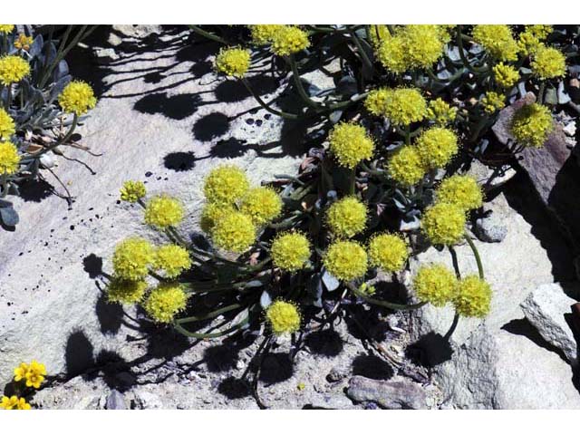 Eriogonum crosbyae (Crosby's buckwheat) #51577