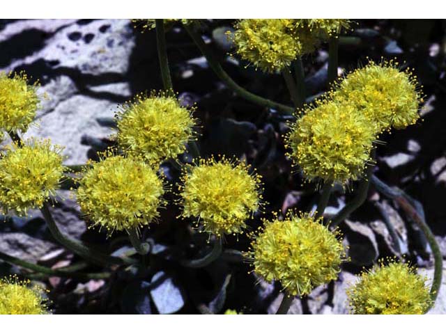 Eriogonum crosbyae (Crosby's buckwheat) #51578