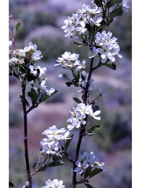 Amelanchier utahensis (Utah serviceberry) #72498