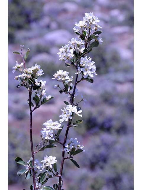 Amelanchier utahensis (Utah serviceberry) #72499