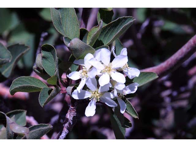 Amelanchier utahensis (Utah serviceberry) #72500
