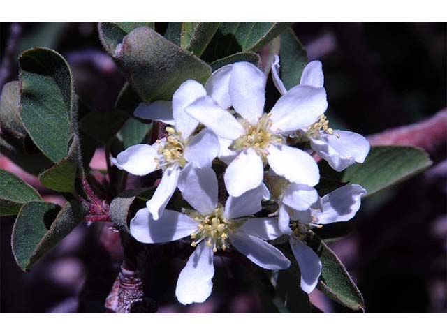Amelanchier utahensis (Utah serviceberry) #72501