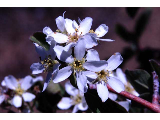 Amelanchier utahensis (Utah serviceberry) #72502