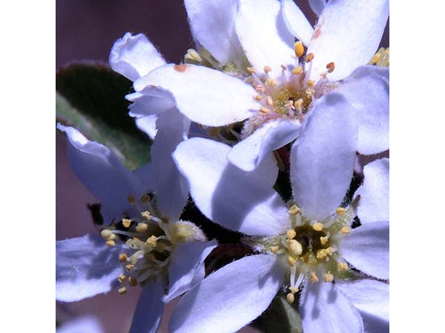 Amelanchier utahensis (Utah serviceberry) #72504