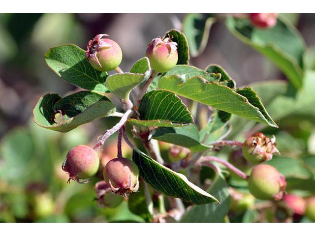 Amelanchier utahensis (Utah serviceberry) #72505