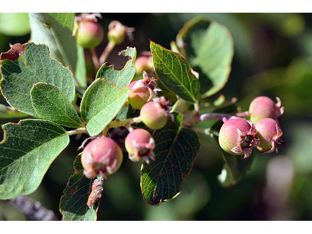 Amelanchier utahensis (Utah serviceberry) #72507