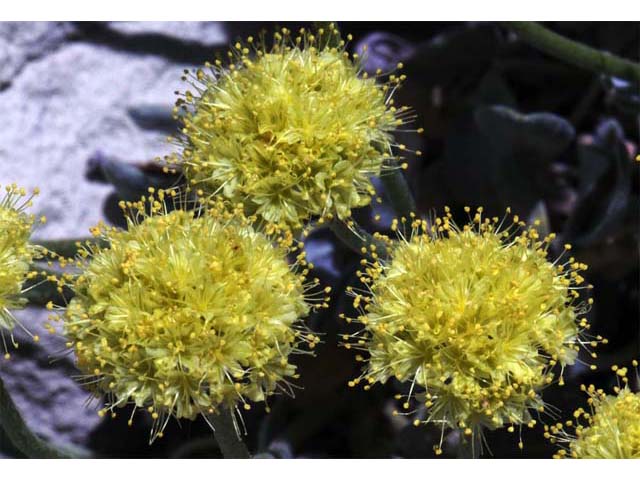 Eriogonum crosbyae (Crosby's buckwheat) #51579