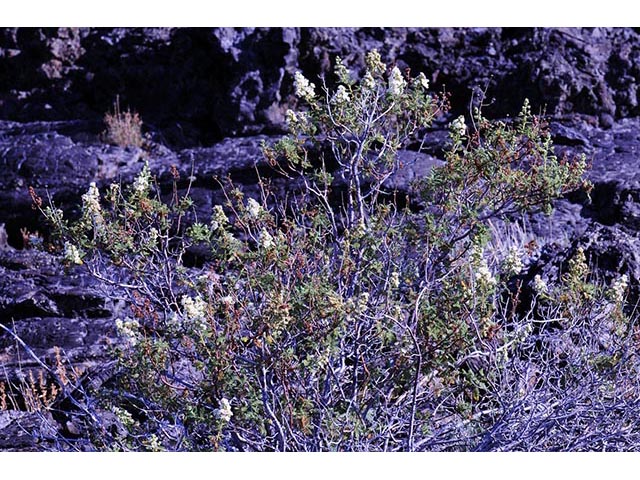 Chamaebatiaria millefolium (Desert sweet) #72519