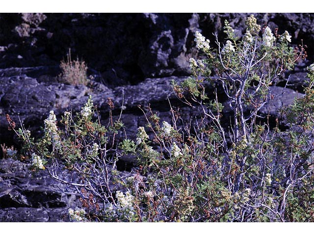 Chamaebatiaria millefolium (Desert sweet) #72520