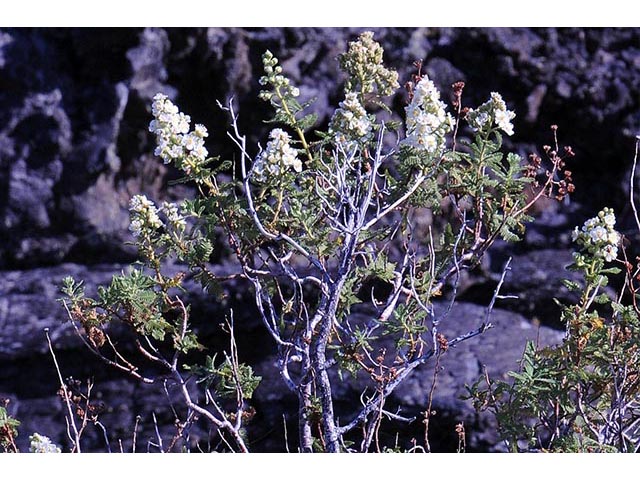 Chamaebatiaria millefolium (Desert sweet) #72521