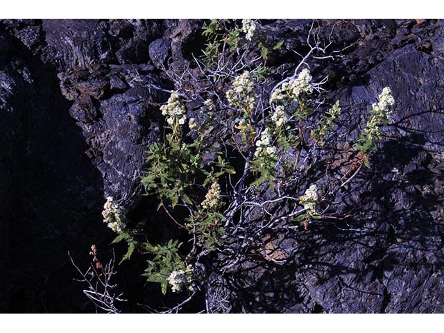 Chamaebatiaria millefolium (Desert sweet) #72522