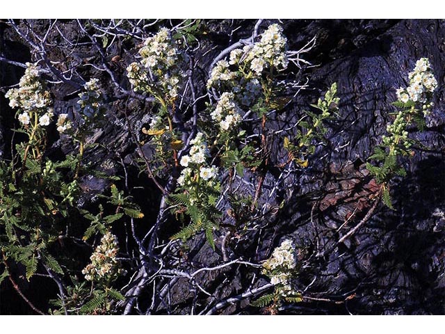 Chamaebatiaria millefolium (Desert sweet) #72523