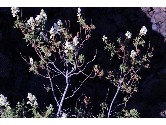 Chamaebatiaria millefolium (Desert sweet) #72524