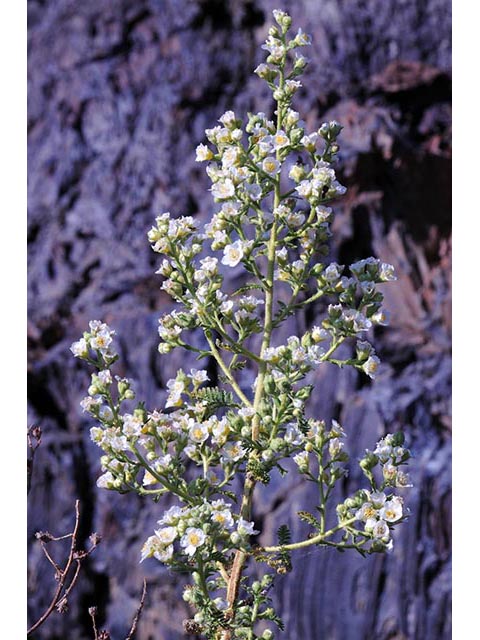 Chamaebatiaria millefolium (Desert sweet) #72525