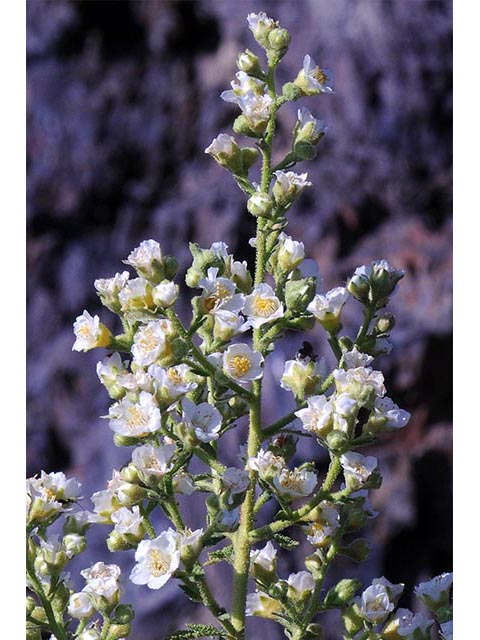 Chamaebatiaria millefolium (Desert sweet) #72526