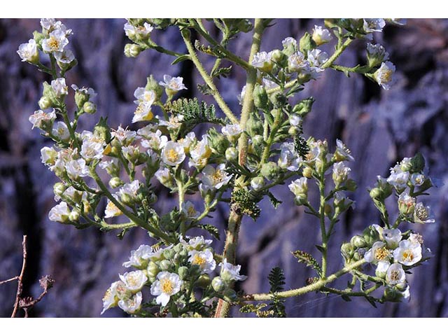 Chamaebatiaria millefolium (Desert sweet) #72527