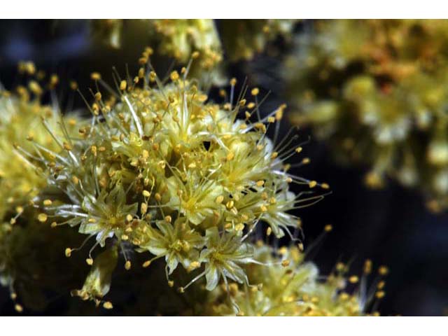 Eriogonum crosbyae (Crosby's buckwheat) #51581