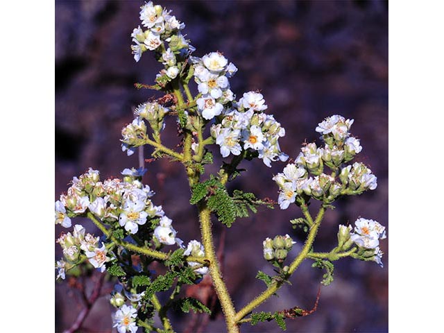 Chamaebatiaria millefolium (Desert sweet) #72528