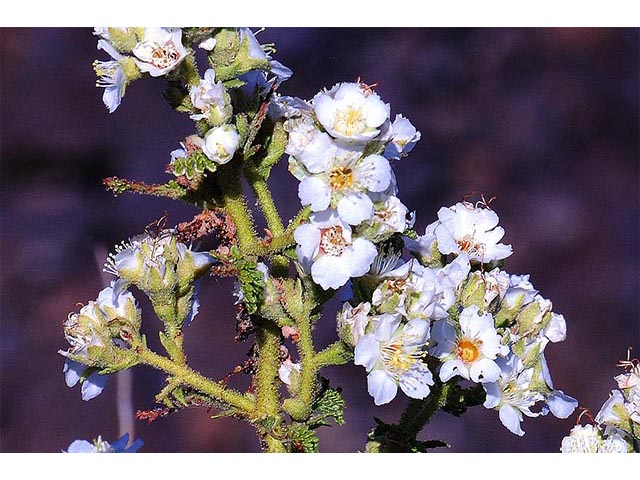 Chamaebatiaria millefolium (Desert sweet) #72529