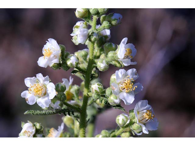 Chamaebatiaria millefolium (Desert sweet) #72531