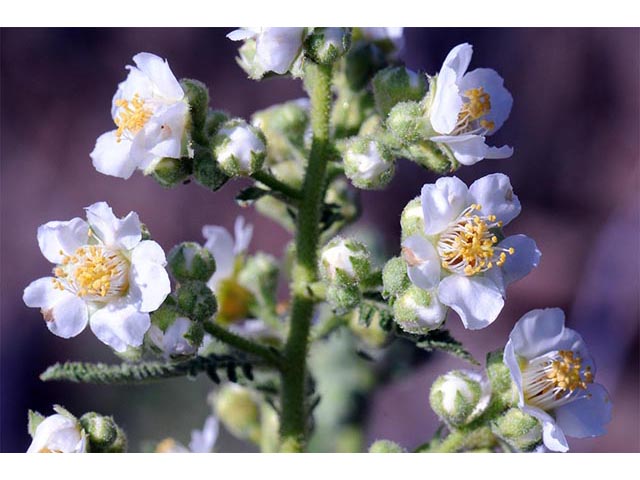 Chamaebatiaria millefolium (Desert sweet) #72532
