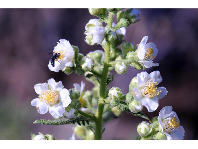 Chamaebatiaria millefolium (Desert sweet) #72533