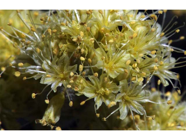 Eriogonum crosbyae (Crosby's buckwheat) #51582