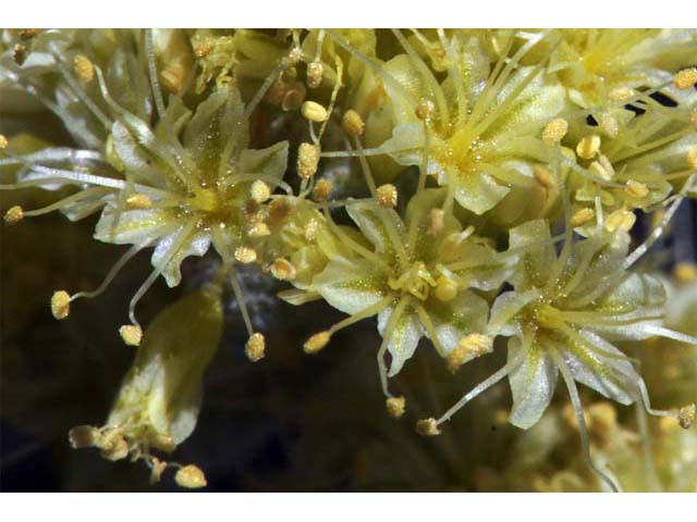 Eriogonum crosbyae (Crosby's buckwheat) #51583