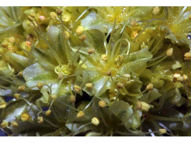 Eriogonum crosbyae (Crosby's buckwheat) #51584