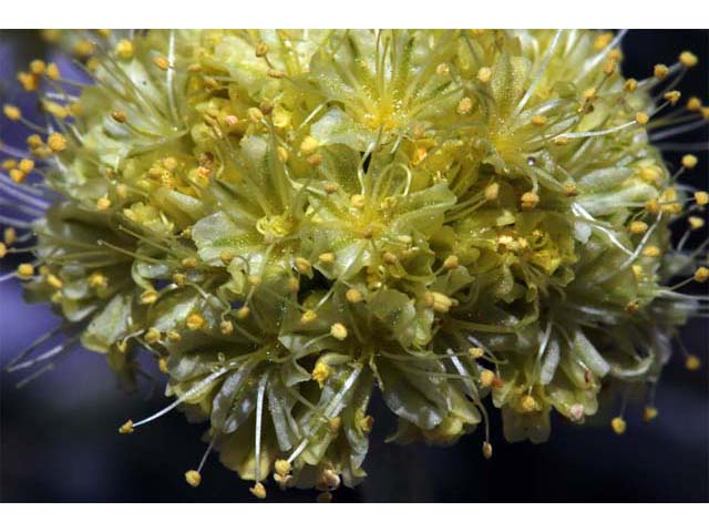 Eriogonum crosbyae (Crosby's buckwheat) #51585