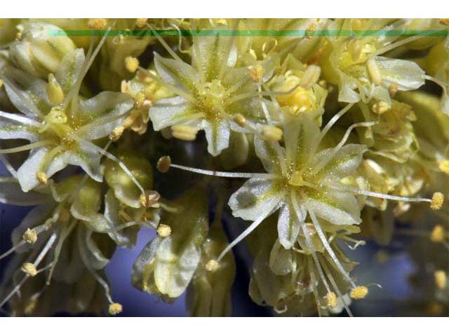Eriogonum crosbyae (Crosby's buckwheat) #51587