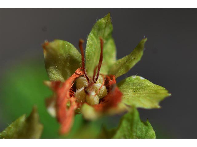 Neviusia cliftonii (Shasta snow-wreath) #72588