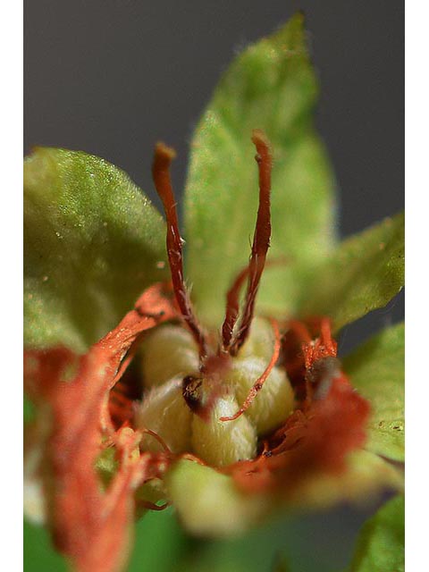 Neviusia cliftonii (Shasta snow-wreath) #72589