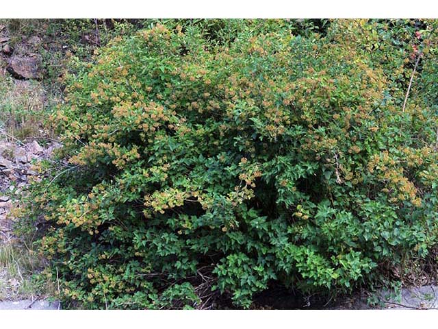 Physocarpus opulifolius (Common ninebark) #72596