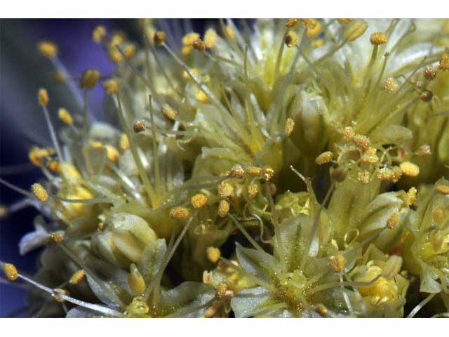 Eriogonum crosbyae (Crosby's buckwheat) #51588
