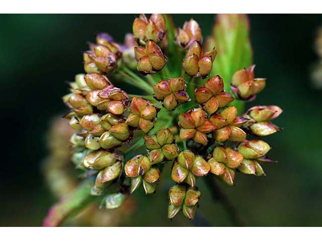 Physocarpus opulifolius (Common ninebark) #72602