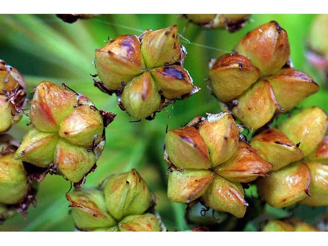 Physocarpus opulifolius (Common ninebark) #72603