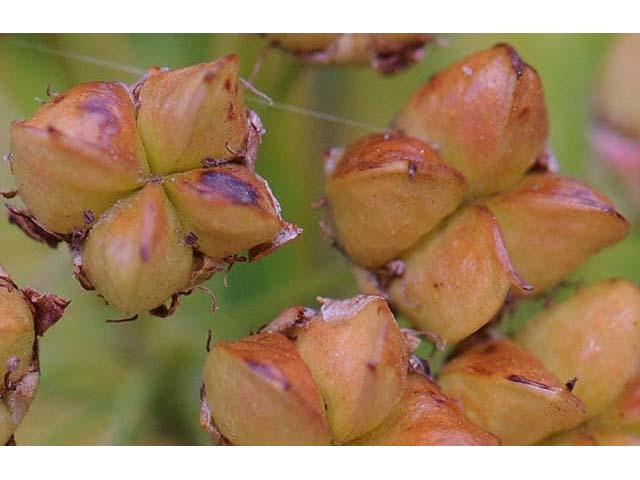 Physocarpus opulifolius (Common ninebark) #72604