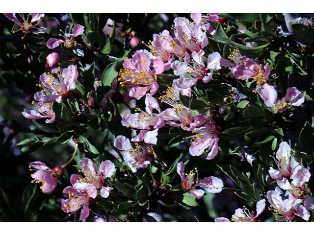 Prunus andersonii (Desert peach) #72622