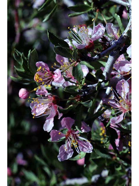 Prunus andersonii (Desert peach) #72624